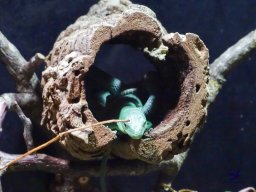 Haus des Meeres 4.02.2026